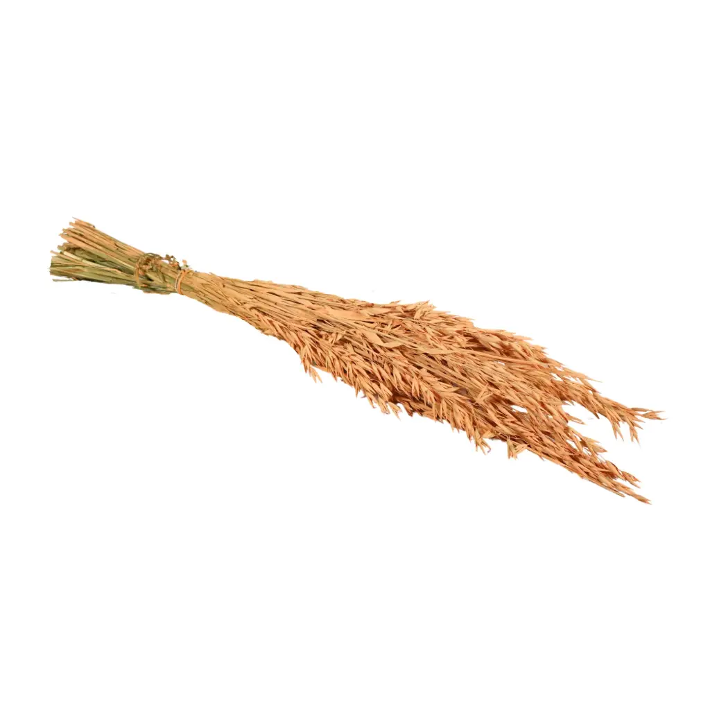 Dried Flowers - Haver (Avena) Coral 