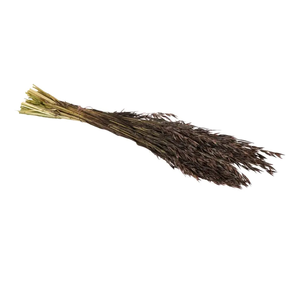Dried Flowers - Haver (Avena) Dark Brown 