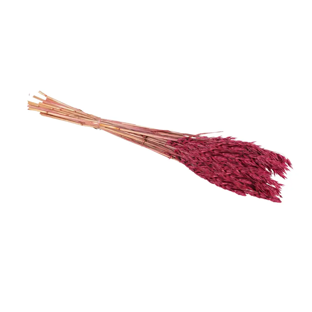 Dried Flowers - Haver (Avena) Fuchsia 