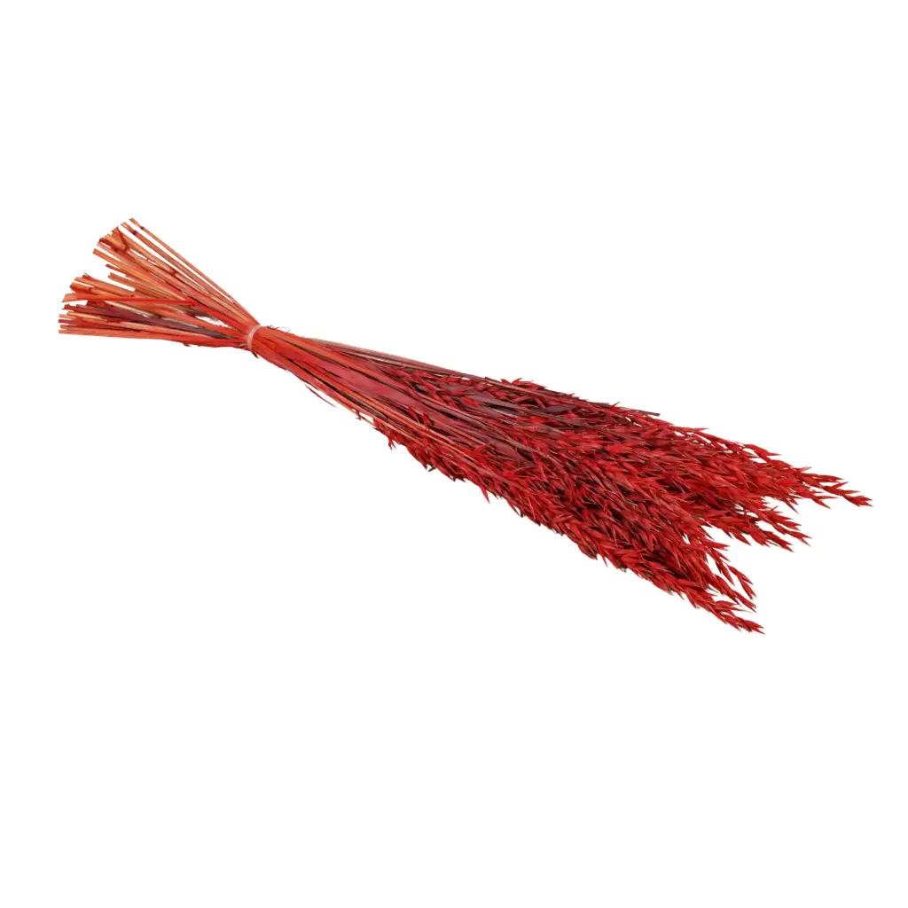 Dried Flowers - Haver (Avena) Red 