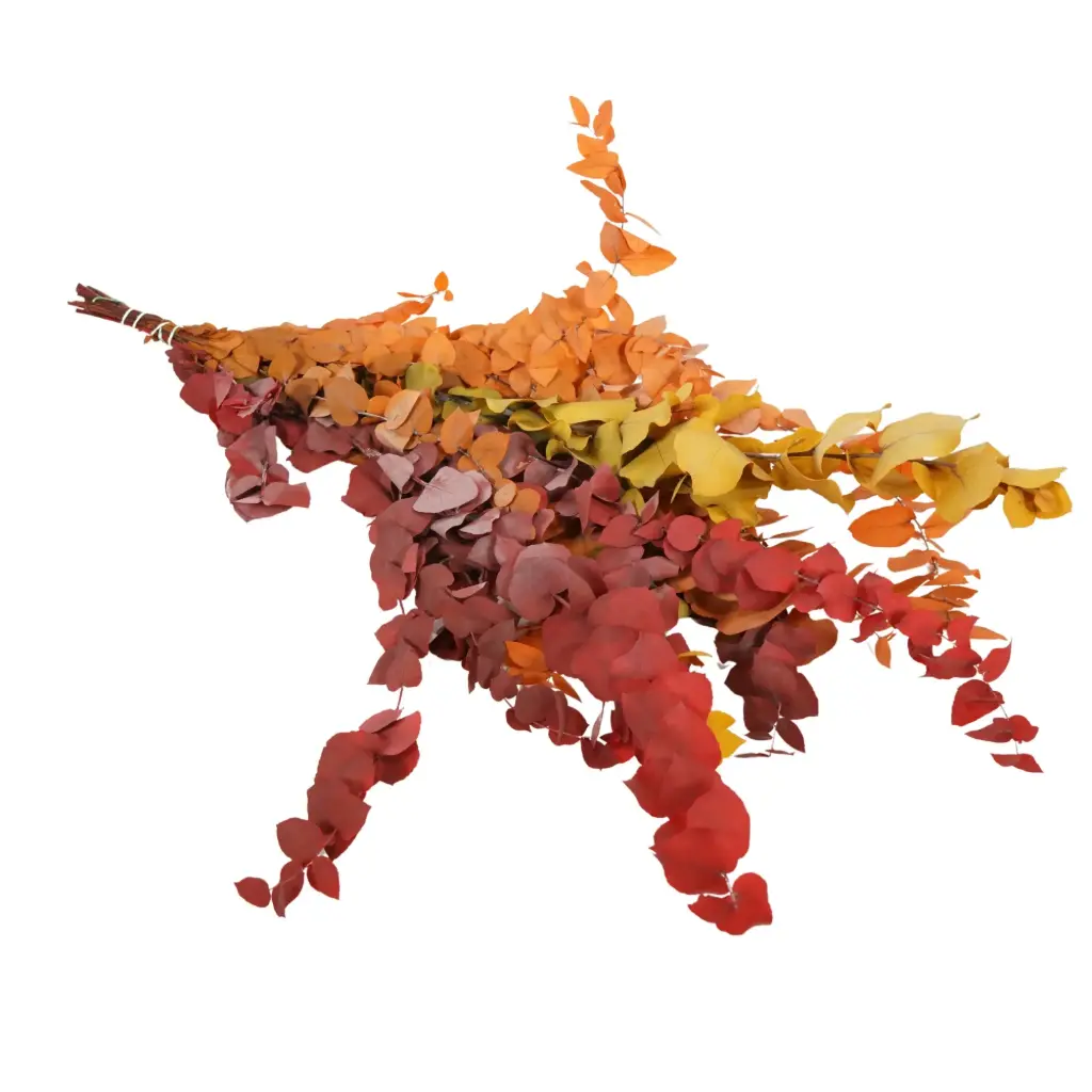 Preserved Flowers – Eucalyptus Stuartiana Autumn