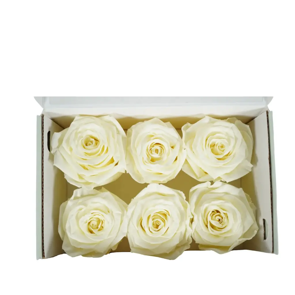 Rose Standard W-Box 6 Creme