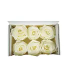 Rose Standard W-Box 6 Creme