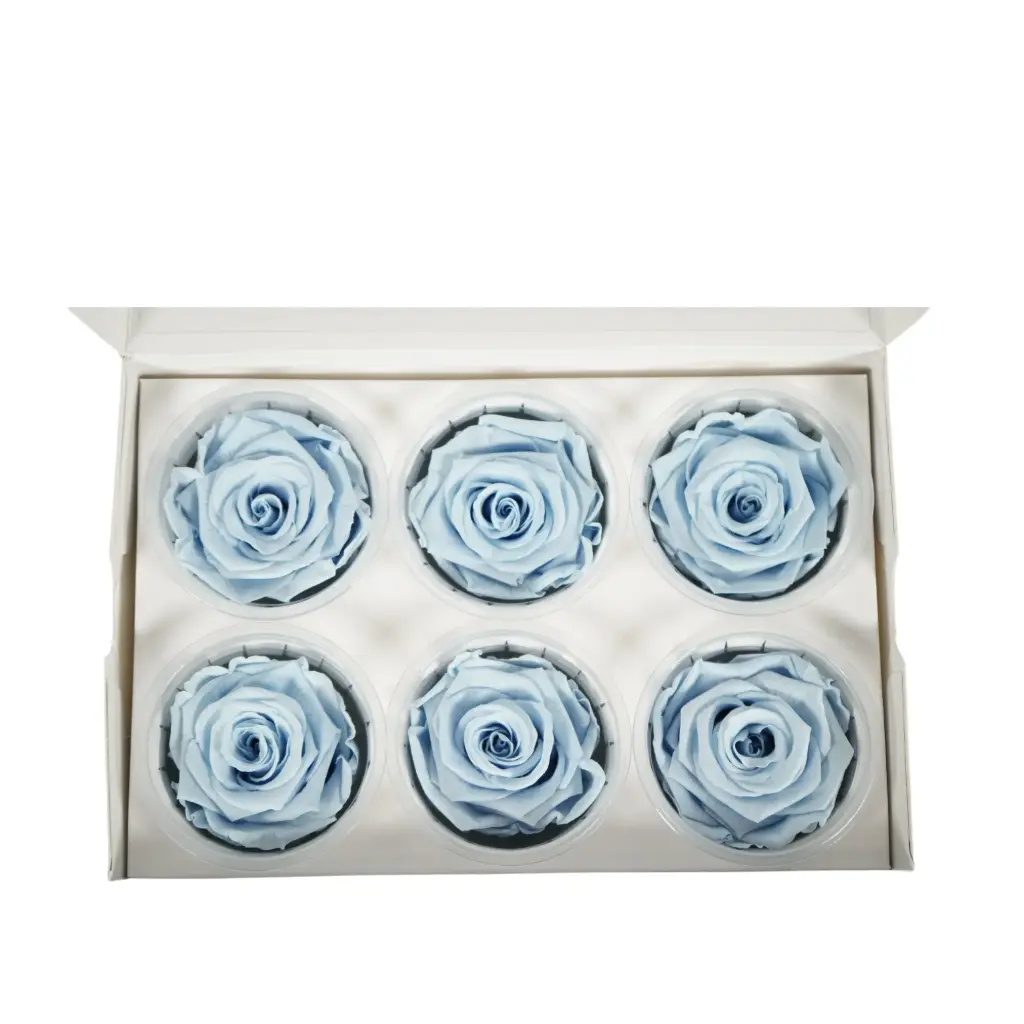 Rose Standard W-Box 6 lavender