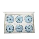 Rose Standard W-Box 6 lavender