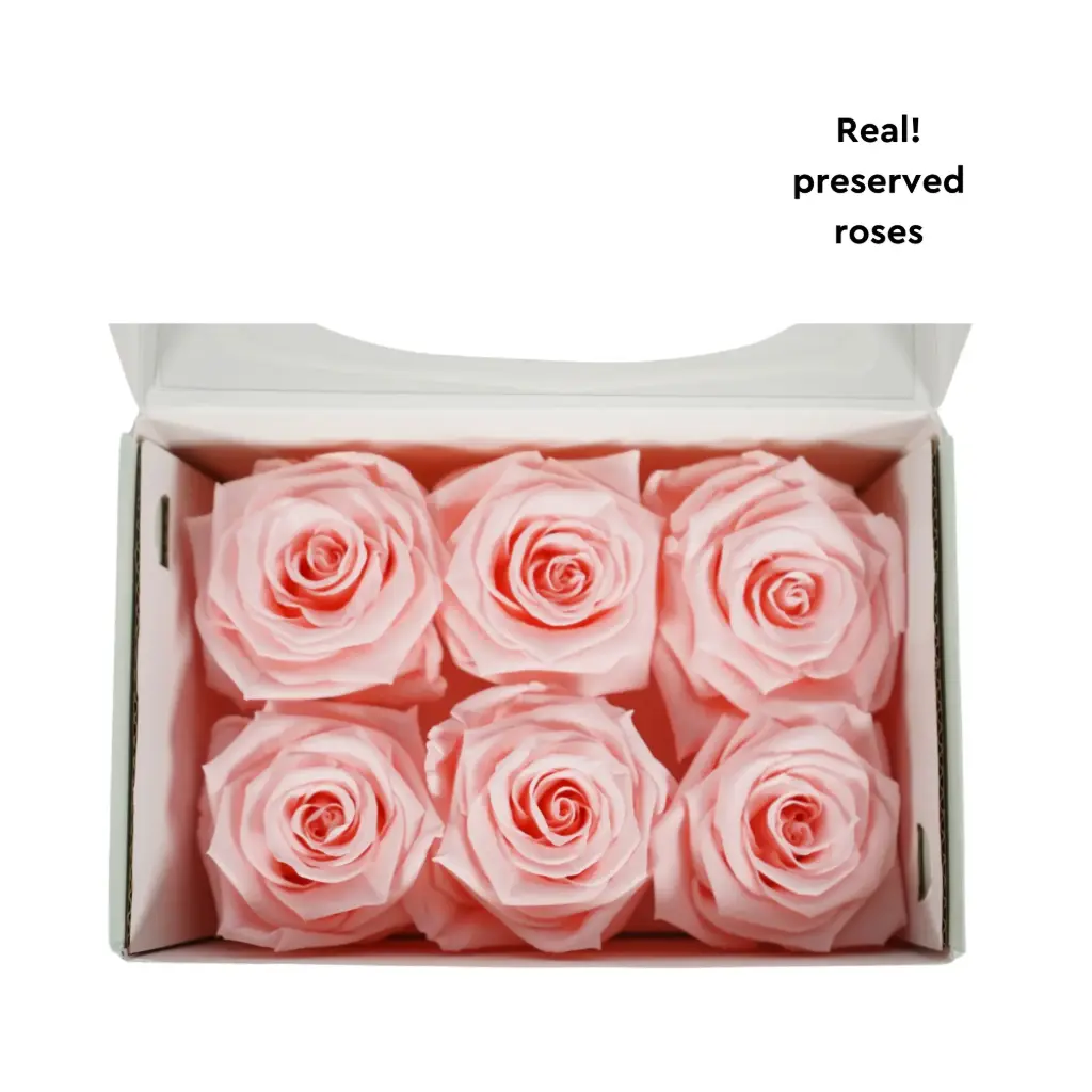 Rose Standard W-Box 6 light pink