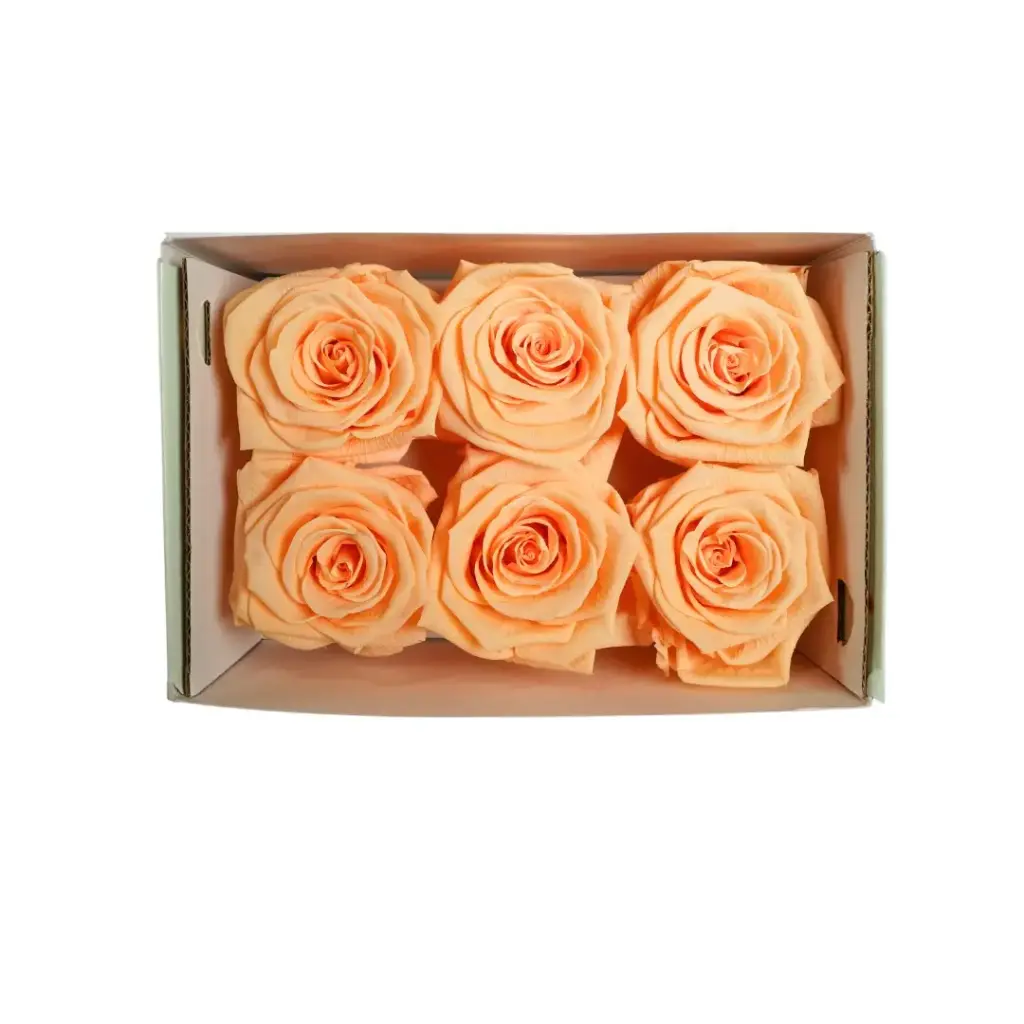 Rose Standard W-Box 6 Peach