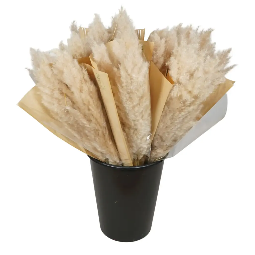 Dried Mono - Pampas Natural 3 stems