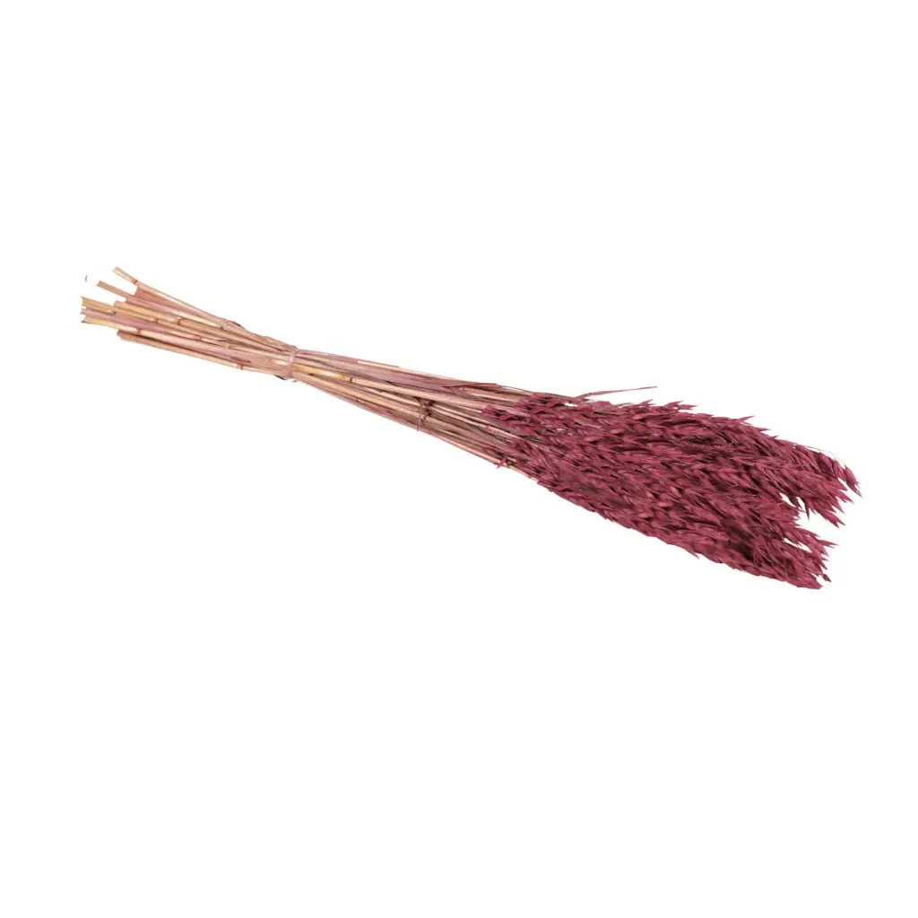 Dried Flowers - Haver (Avena) Burgundy