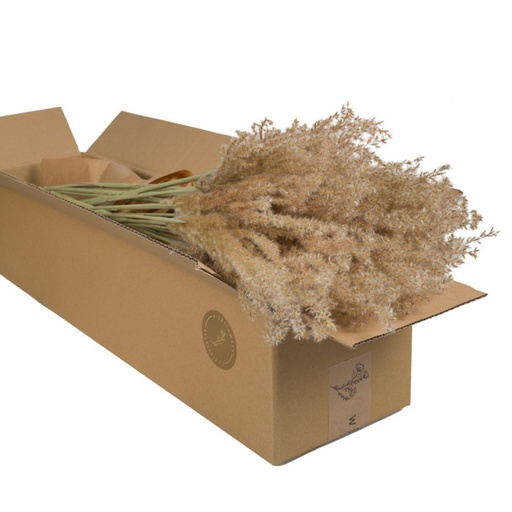 [DF-MIS-NAT] Dried Flowers - Miscanthus Natural