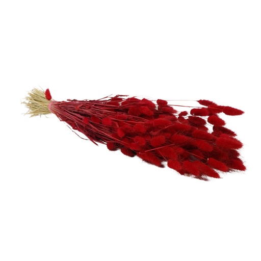 [DF-LAG-RD] Dried Flowers - Lagurus Red