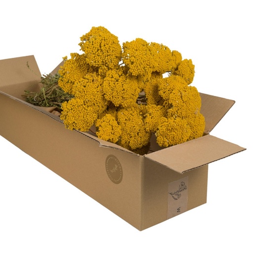 [DF-ACH-NAT] Dried Flowers - Achillea Natural