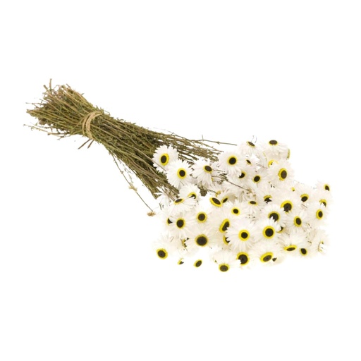 [DF-ACR-WH] Dried Flowers - Acroclinium White