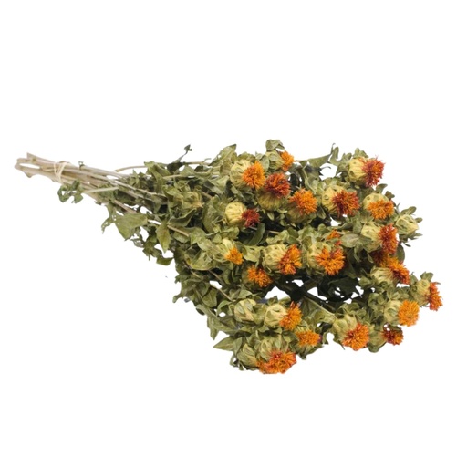 [DF-CART-OR] Dried Flowers - Carthamus Orange