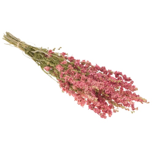 [DF-DELPH-PI] Dried Flowers - Delphinium Pink