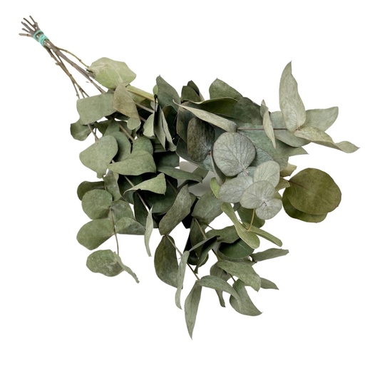 [DF-EUC-CIN] Dried Flowers - Eucalyptus Cinerea