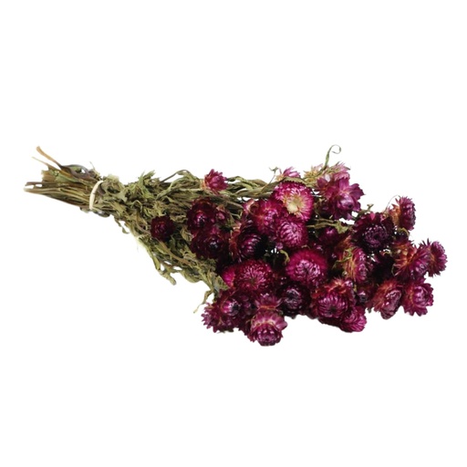 [DF-HELI-DP] Dried Flowers - Helichrysum Dark Pink