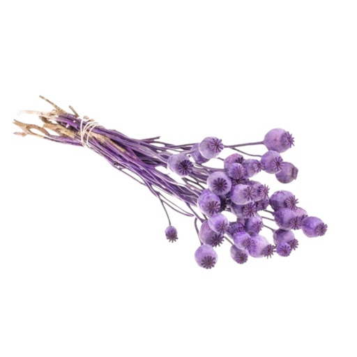 [DF-PAP-PP] Dried Flowers - Papaver Purple