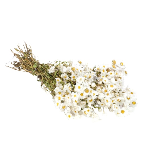 [DF-RODAN-WH] Dried Flowers - Rodanthe White