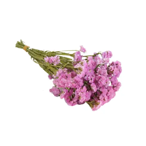 [DF-STATIC-PI] Dried Flowers - Statice Natural Pink