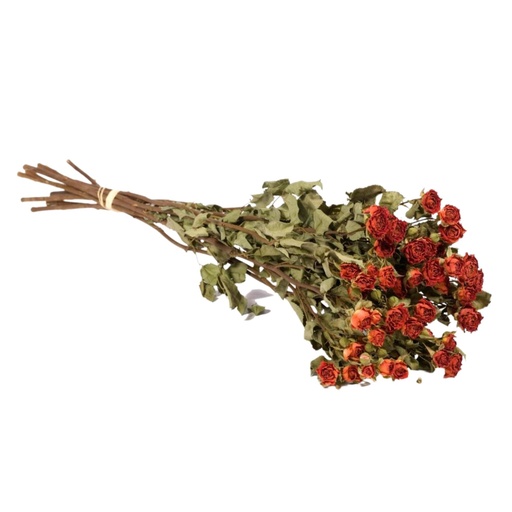 [DF-ROSES-OR] Dried Flowers - Spray Roses Natural Orange