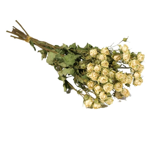 [DF-ROSES-WH] Dried Flowers - Spray Roses Natural White