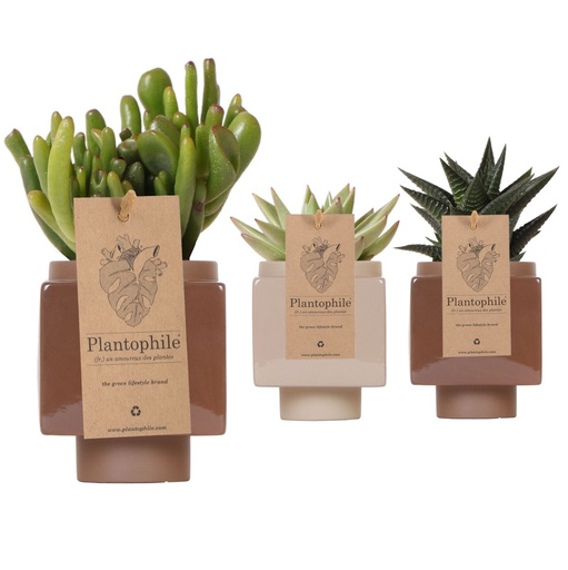 [PP0460] Succulents 9 cm mix in Cube pot white & brown