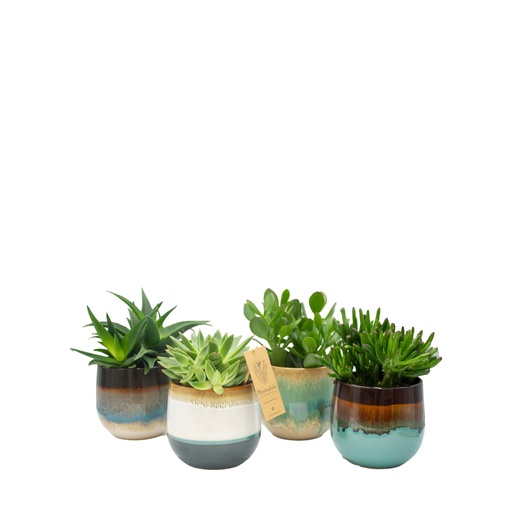 [PP0375] Succulents 6 cm mix in Seventies pot small mix 4 designs