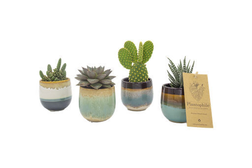 [PP0375] Succulents 6 cm mix in Seventies pot small mix 4 designs