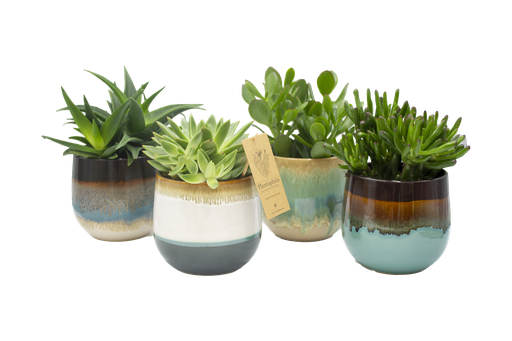 [PP0377] Aloe 12 cm mix in Seventies pot XL 4 designs