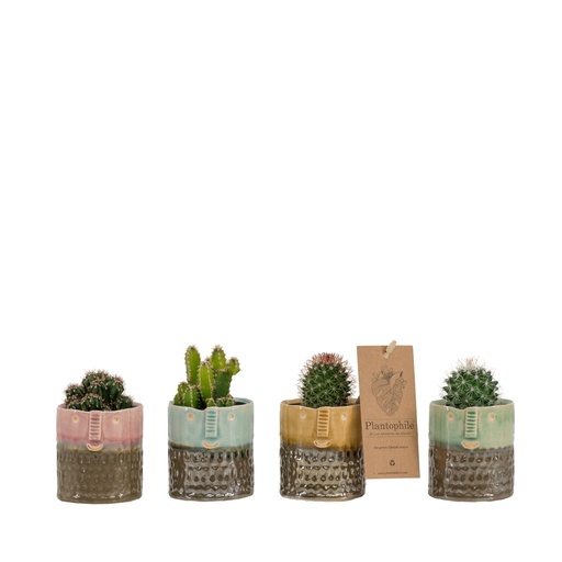 [PP0221] Cactus 5.5 cm mix in Yannique pot small 4 colours