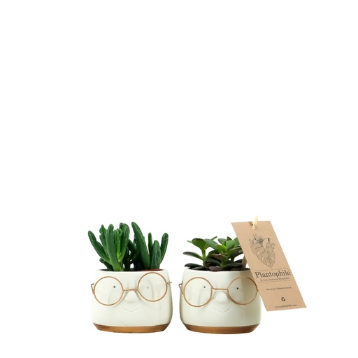 [PP0259] Succulents 6 cm mix in Renate pot small