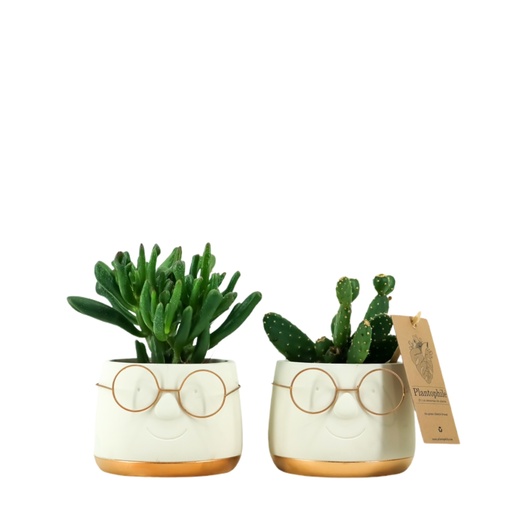 [PP0260] Cactus 8,5 cm mix in Renate pot medium