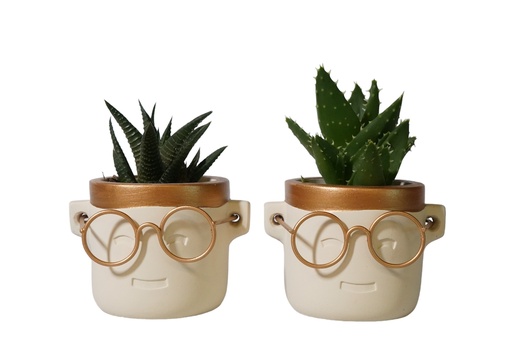 [PP0467] Succulents 6 cm mix in Arnoud pot small