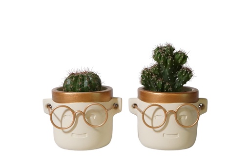 [PP0469] Cactus 8,5 cm mix in Arnoud pot large