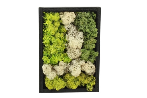 [PP0478] Moss Art in wooden frame - rectangle medium