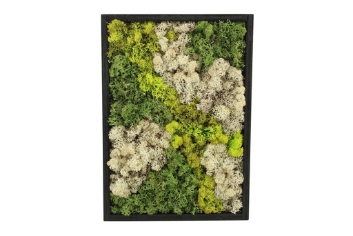[PP0479] Moss Art in wooden frame - rectangle large