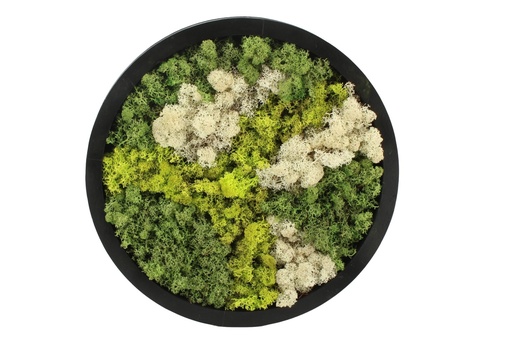 [PP0481] Moss Art in wooden frame - circle large