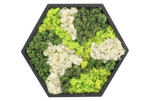 [PP0482] Moss Art in wooden frame - hexagon large