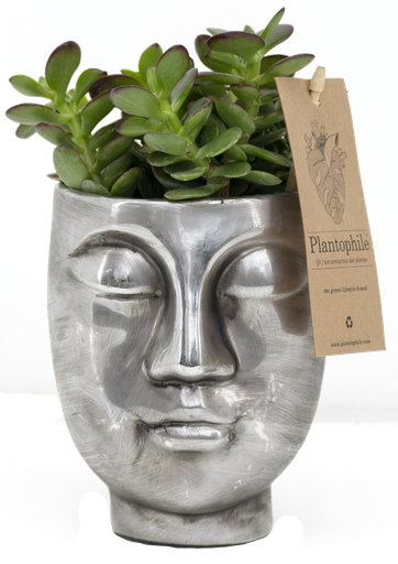 [PP0168] Succulents 6 cm in Face2Face pot silver