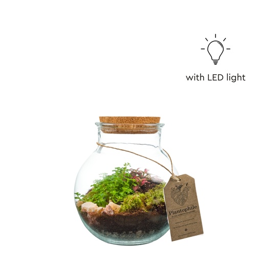 [PP1001] Terrarium Cologne - LED