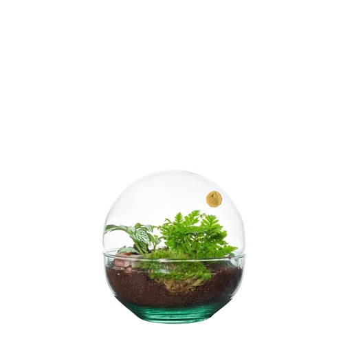 [PP1003] Terrarium Biarritz