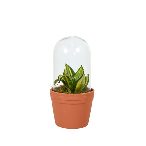 [PP1012] Terrarium Terracotta