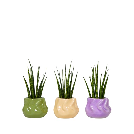 [PP1016] Succulent mix 8cm in Twister pot