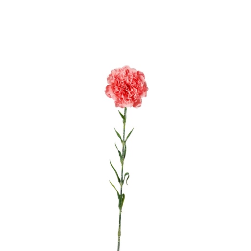 [427383] Dianthus Artificial 65cm - Pink