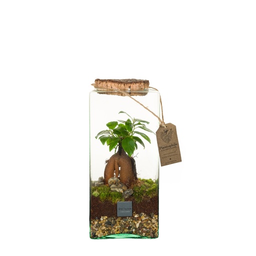 [PP1036] Terrarium London