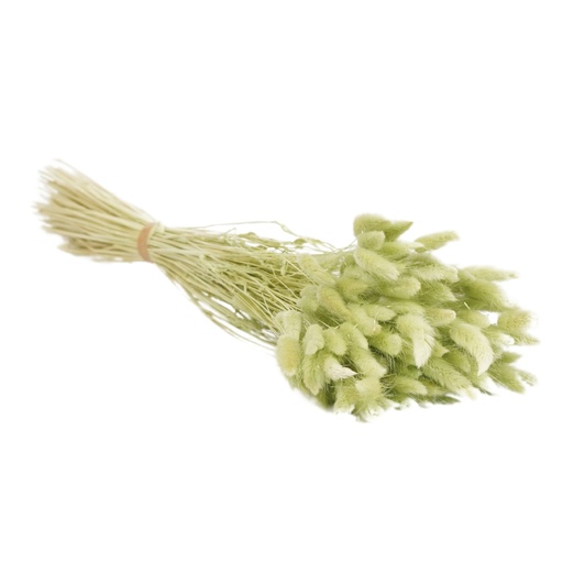 [DF-LAG-SL] Dried Flowers - Lagurus Soft Lime