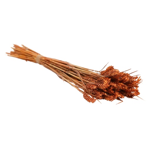 [DF-TAR-TR] Dried Flowers - Tarwe (triticum) Terra