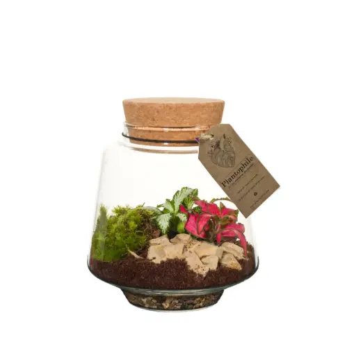 [PP1052] Terrarium Serena