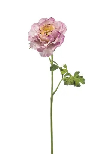 [429662] Ranunculus spray lt purple 61cm